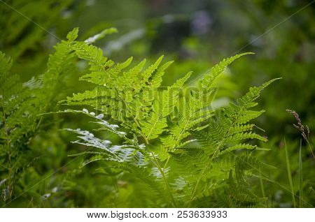 Green Fern Leaf Close-up In The Forest In Summer