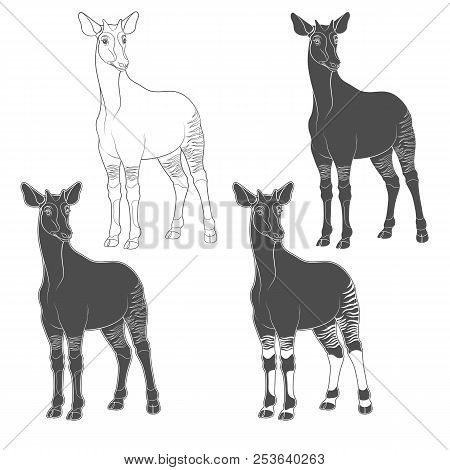 Set Of Black And White Images With Okapi. Isolated Vector Objects On White Background.