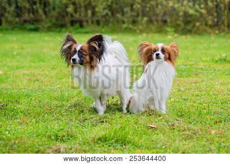 Outdoor Portrait Of A Papillon Purebreed Dogs On The Grass