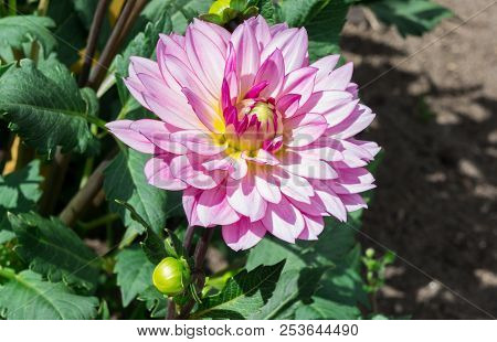 Asteraceae Dahlia Cultorum Grade Canopus White And Pink Yellow Core Large Flowers Asters In Bloom An