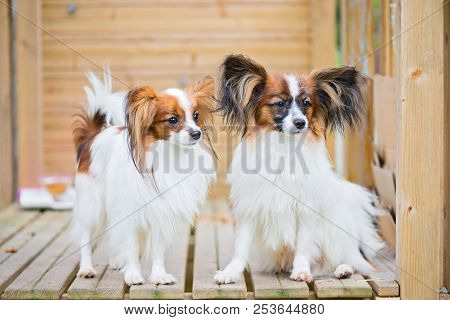 Outdoor Portrait Of A Papillon Purebreed Dogs