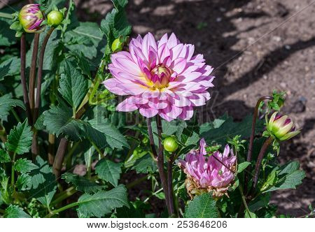 Asteraceae Dahlia Cultorum Grade Canopus White And Pink Yellow Core Large Flowers Asters In Bloom An