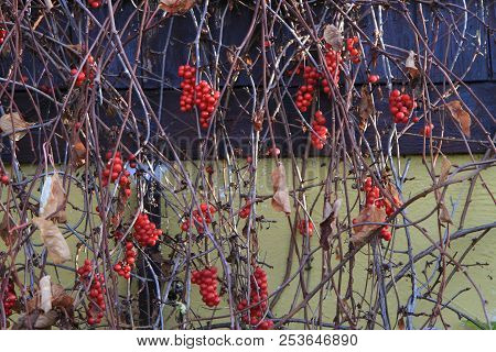 Schisandra Chinensis Plant With Fruits As Nice Backround