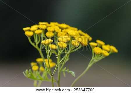 Tanacetum Vulgare In The Green Summer Meadow, Soft Selective Focus. Wildflowers Tansy Yellow Backgro