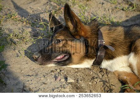 Sunstroke, Health Of Pets In The Summer.  How To Protect Your Dog From Overheating.training Of Dogs.