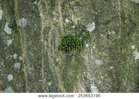 Tree Forest With Moss Background Texture Photo