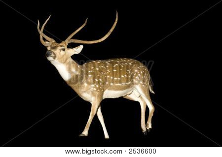 Cervo chital o Buck