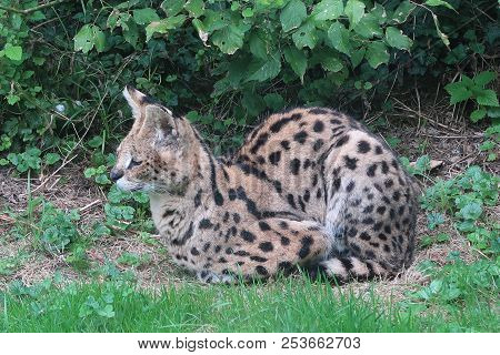 Photography That Is Showing A Serval (leptailurus Serval)