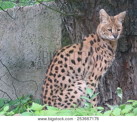 Photography That Is Showing A Serval (leptailurus Serval)