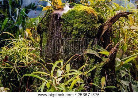 Tree Roots Covered With Green Moss In Summer In The Forest