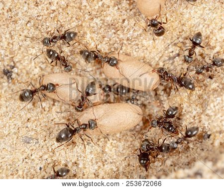 Ants And Formic Eggs In Nature. Macro