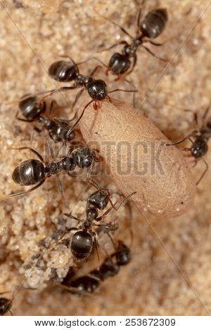 Ants And Formic Eggs In Nature. Macro