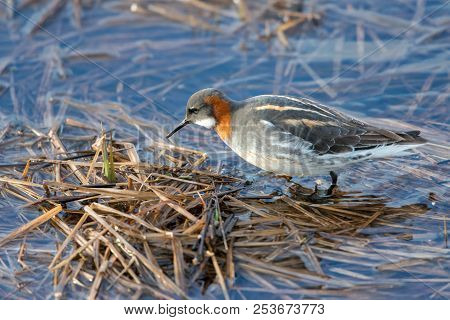 Single Red Necked Phalarope, Wading In Water.