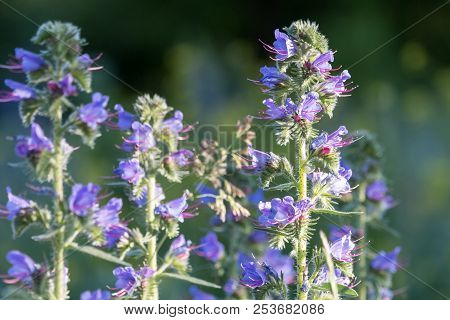 Viper's Bugloss Or Blueweed (echium Vulgare) Wildflowers On Summer Meadow With Dark Green Background