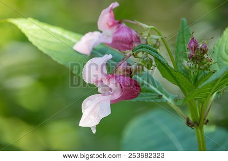 Close-up Photo Of Pink Flowers With Hooded Shape On Green Blurred Background.  Himalayan Balsam (imp