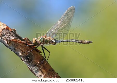 Close-up Photo Of Downy Emerald (cordulia Aenea) Sitting On Branch With Blue To Green Blurred Backgr