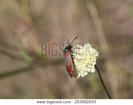 The Six-spot Burnet (zygaena Filipendulae) Sitting On A Blooming Flower.
