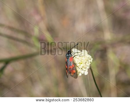 The Six-spot Burnet (zygaena Filipendulae) Sitting On A Blooming Flower.