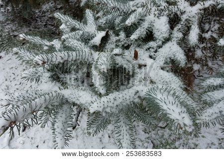 Glaucous Needles Of Picea Pungens Covered With Snow In Winter