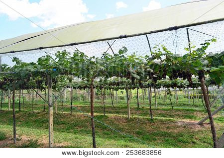 Vineyard Or Grape Plantation With Security Netting From Bird Or Thief, Security And Agriculture Conc