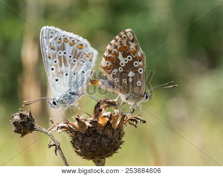 The Chalkhill Blue (polyommatus Coridon) Butterflies Mating On A Dry Plant