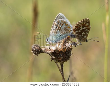 The Chalkhill Blue (polyommatus Coridon) Butterflies Mating On A Dry Plant