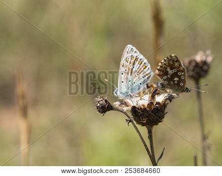 The Chalkhill Blue (polyommatus Coridon) Butterflies Mating On A Dry Plant