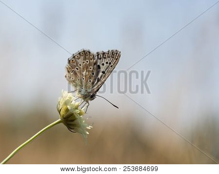 The Chalkhill Blue (polyommatus Coridon) Butterfly Sitting On A Blooming Flower And Feeding