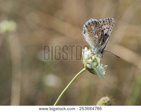 The Chalkhill Blue (polyommatus Coridon) Butterfly Sitting On A Blooming Flower And Feeding