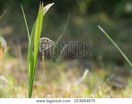 The Chalkhill Blue (polyommatus Coridon) Butterfly Sitting On Green Grass