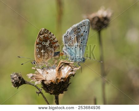 The Chalkhill Blue (polyommatus Coridon) Butterflies Mating On A Dry Plant