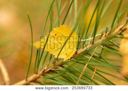 Leaf On Needles And Needles In Autumn .