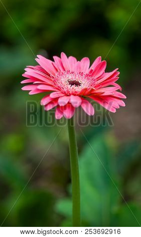 Close Up Of Beautiful Pink Gerbera Flower