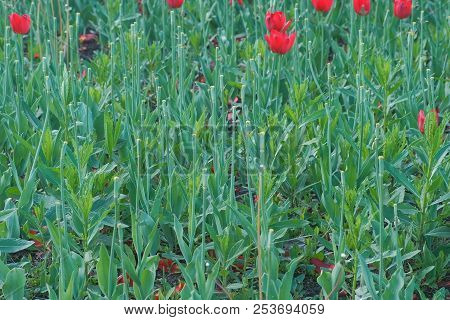 Flowerbed With Beautiful Red Tulips In The Park.