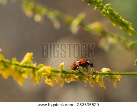 Harmonia Axyridis ( Harlequin, Multicolored Asian) Sitting On A Blooming Plant