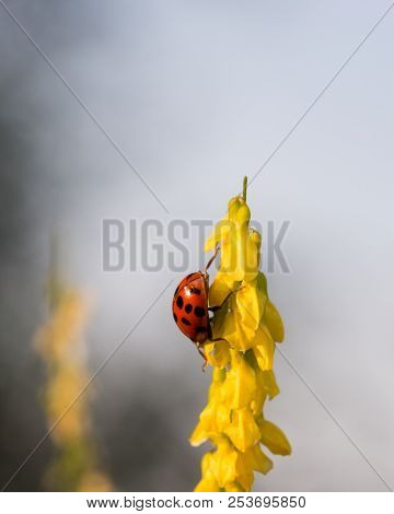 Harmonia Axyridis ( Harlequin, Multicolored Asian) Sitting On A Blooming Plant