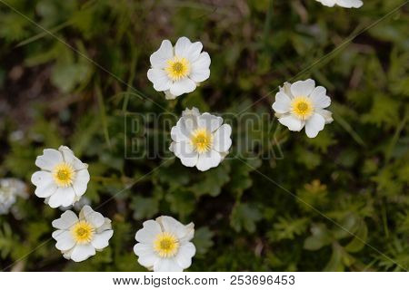 Flowers Of Alpine Buttercups (ranunculus Alpestris)