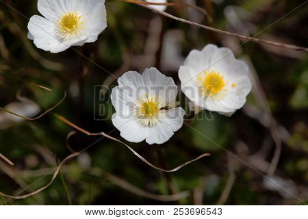 Flowers Of Alpine Buttercups (ranunculus Alpestris)
