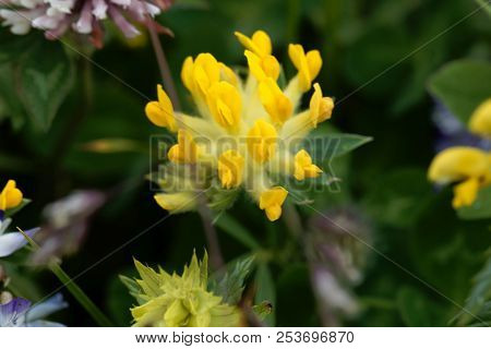 Flowers Of An Alpine Common Kidneyvetch (anthyllis Vulneraria Supsp. Alpestris)