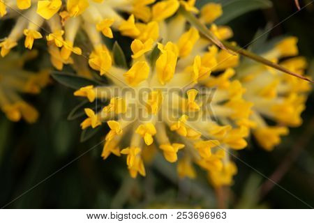 Flowers Of An Alpine Common Kidneyvetch (anthyllis Vulneraria Supsp. Alpestris)