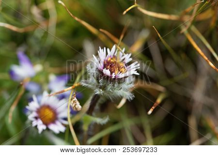 Flower Of A One Flower Fleabane (erigeron Uniflorus)