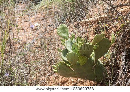 Wild Cactus On Sandy Slope With Loamy Soil And Safety Net Against Landslide In Sunny Summer Day