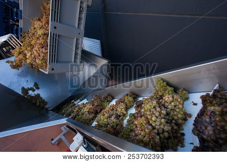 Bolgheri, Tuscany, Italy - Processing Of The Vineyards