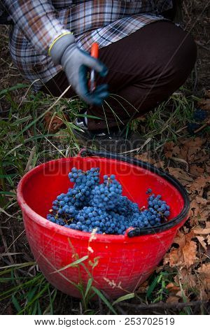 Bolgheri, Tuscany, Italy - Processing Of The Vineyards