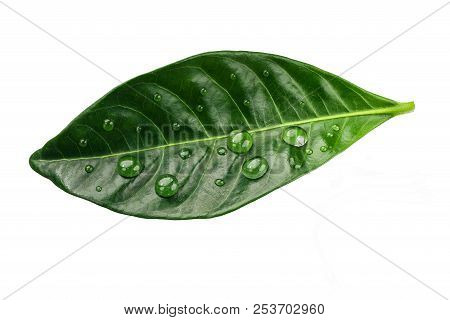 Green Citrus Leaves With Drops Isolated On A White Background