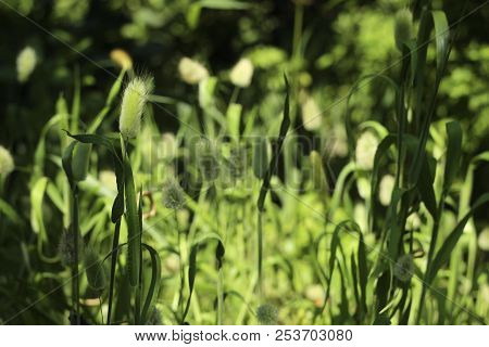 Lagurus - Soft And Fluffy Plant, Dried Flowers Used To Make Bouquets, Background