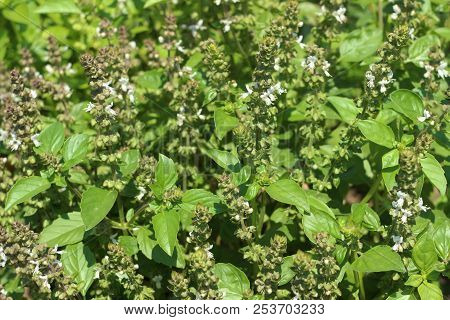 Flowering Basil, An Aromatic Plant Growing In The Garden, Great