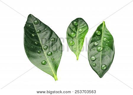 Green Citrus Leaves With Drops Isolated On A White Background