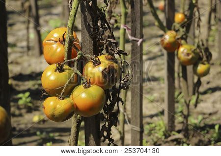 Sick Tomatoes In The Garden, The Vegetables Infected With Late B