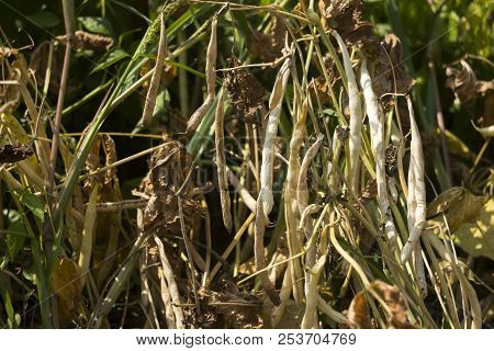 Dry, Ripe Beans Grow In The Garden, Long Beans, Food